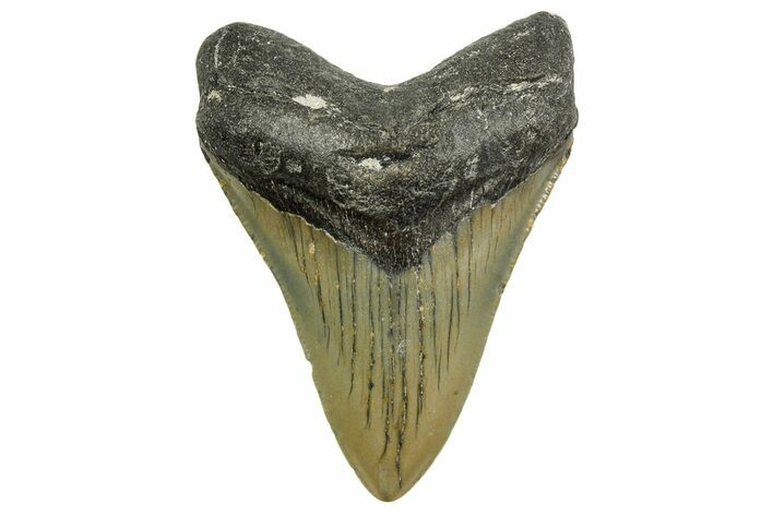 Fossil Megalodon Tooth - North Carolina #363709